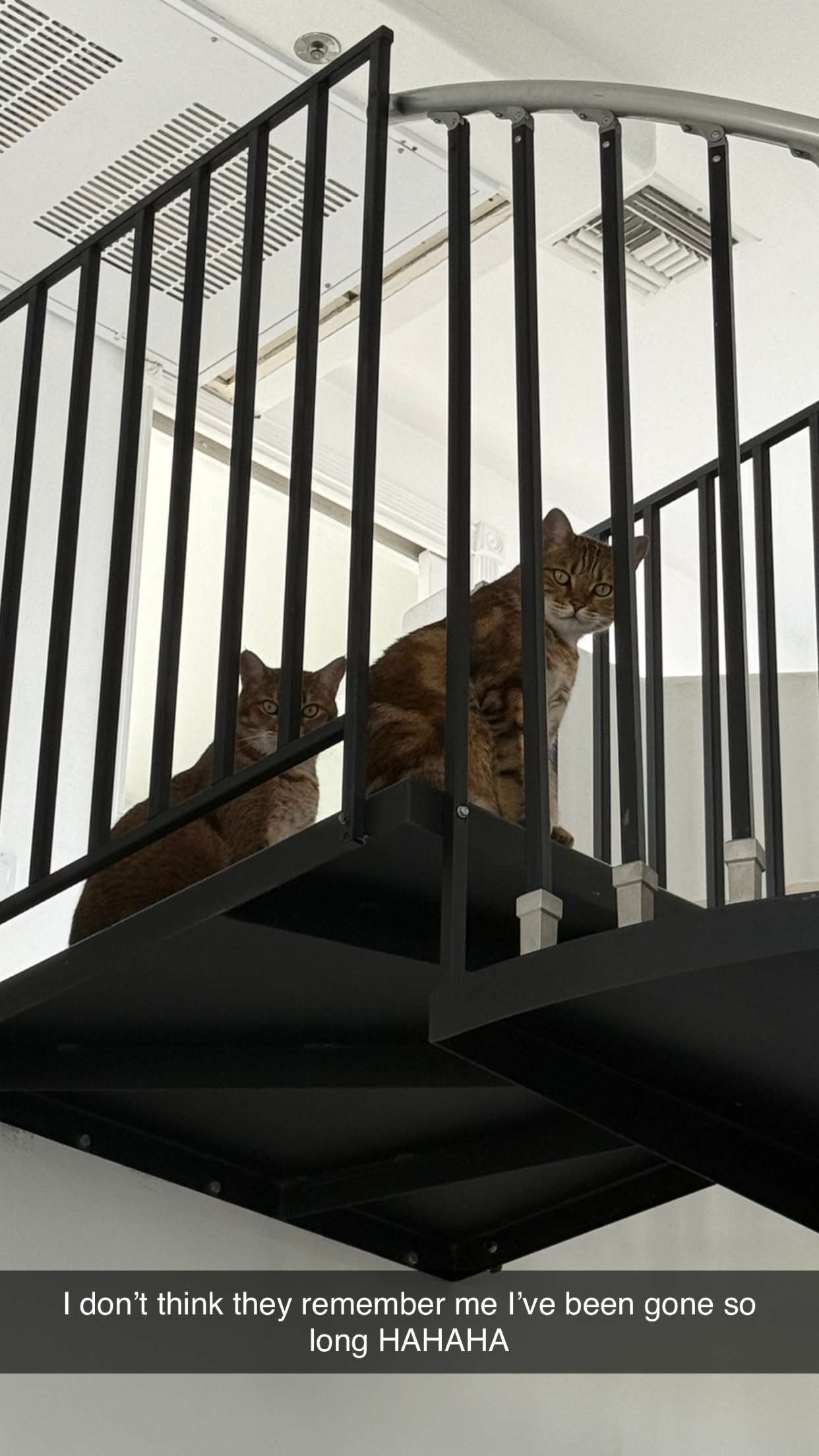 jadelynmusic snapchat image archive image