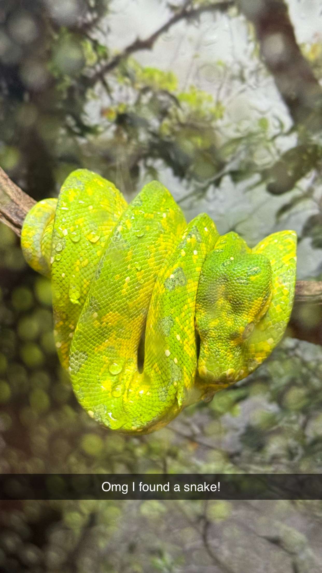 jadelynmusic snapchat image archive image