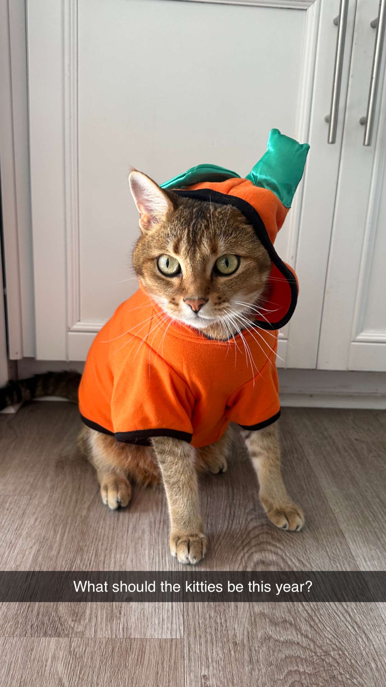 jadelynmusic snapchat image archive image