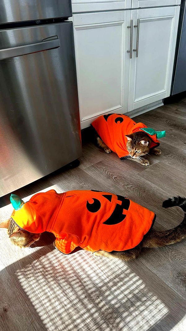 jadelynmusic image ~ Altpins