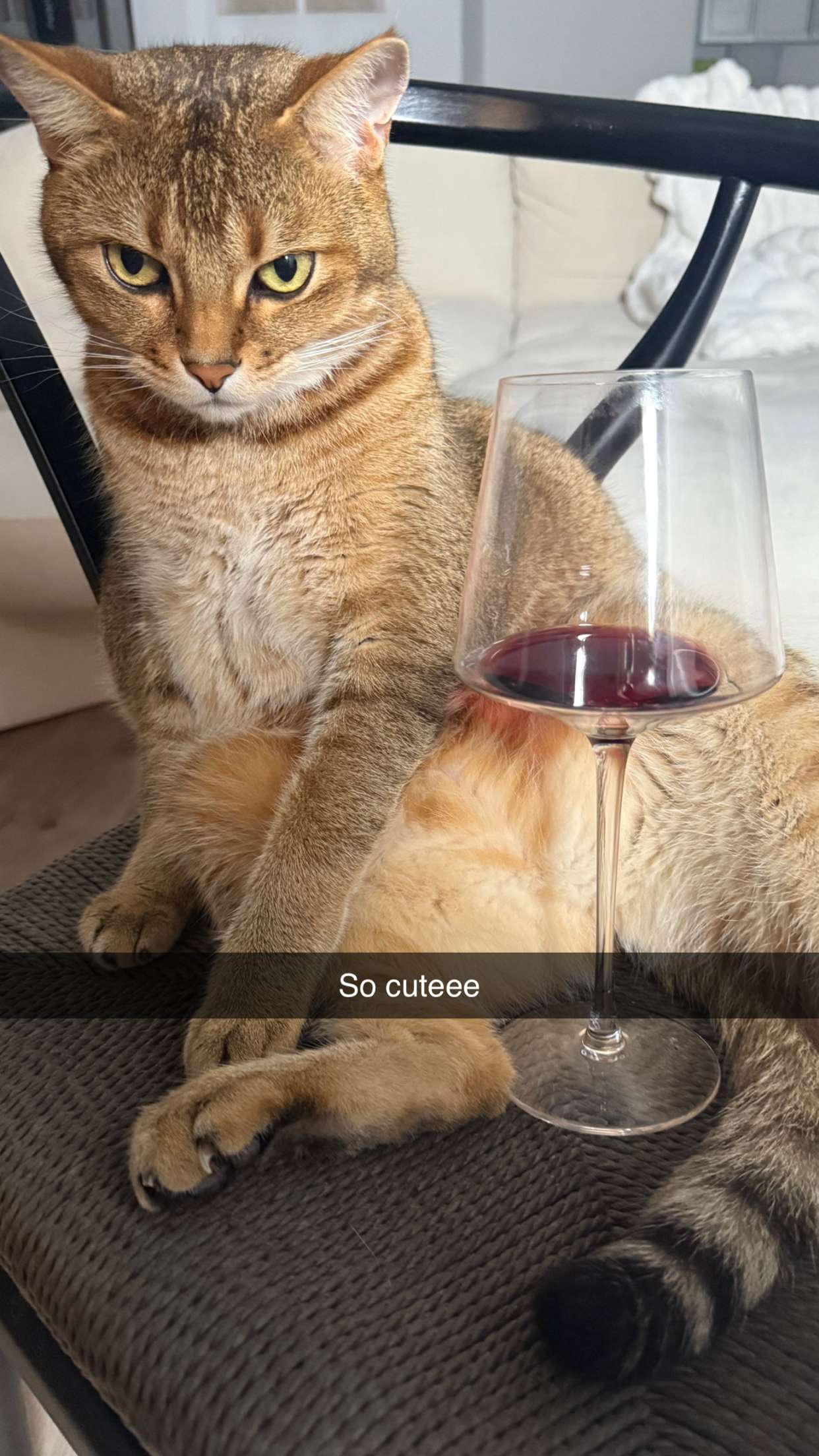 jadelynmusic snapchat image archive image