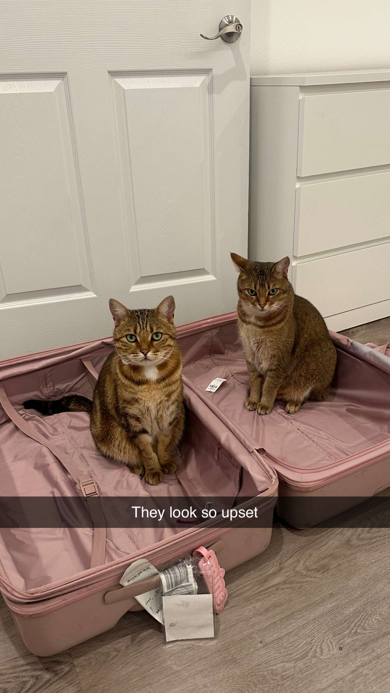 jadelynmusic snapchat image archive image