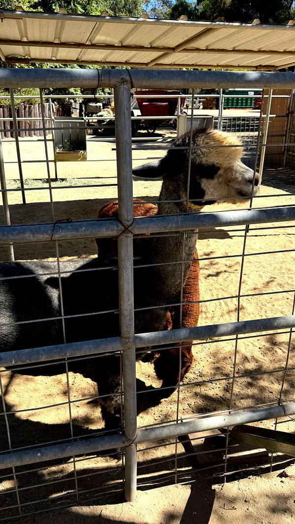 jadelynmusic image ~ Altpins