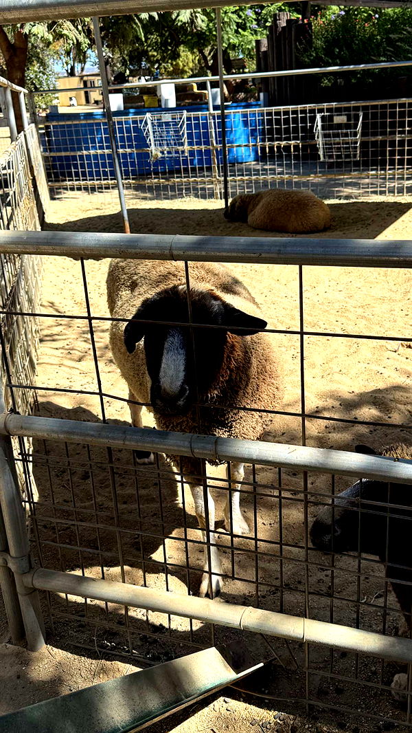 jadelynmusic image ~ Altpins