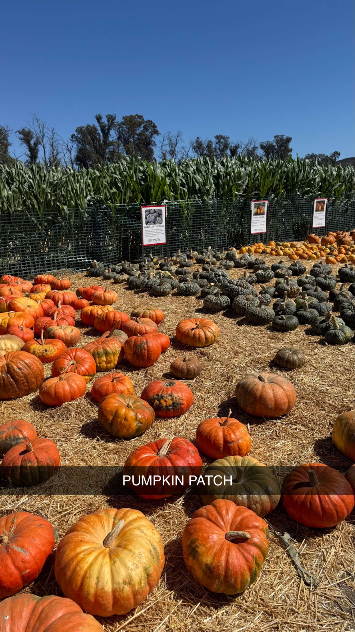 jadelynmusic snapchat image archive image