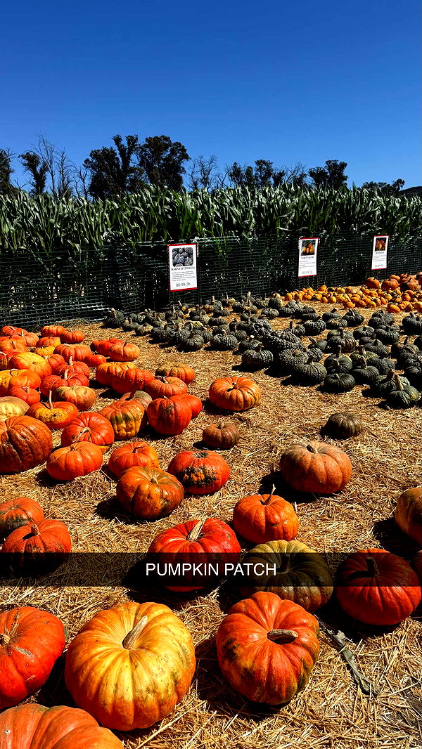 jadelynmusic image ~ Altpins