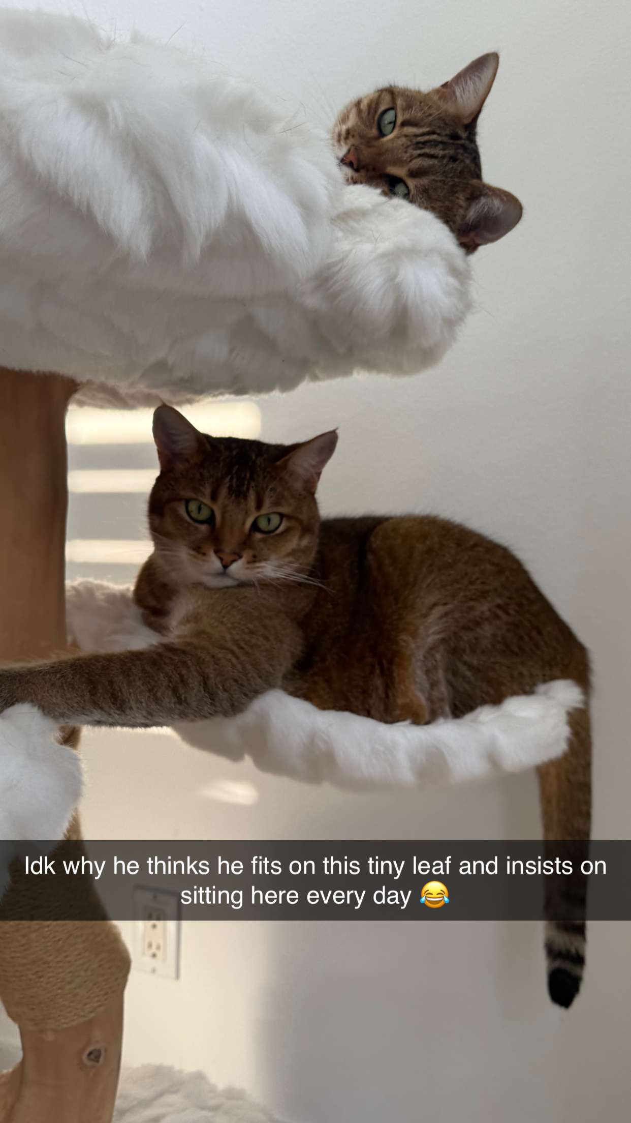 jadelynmusic snapchat image archive image