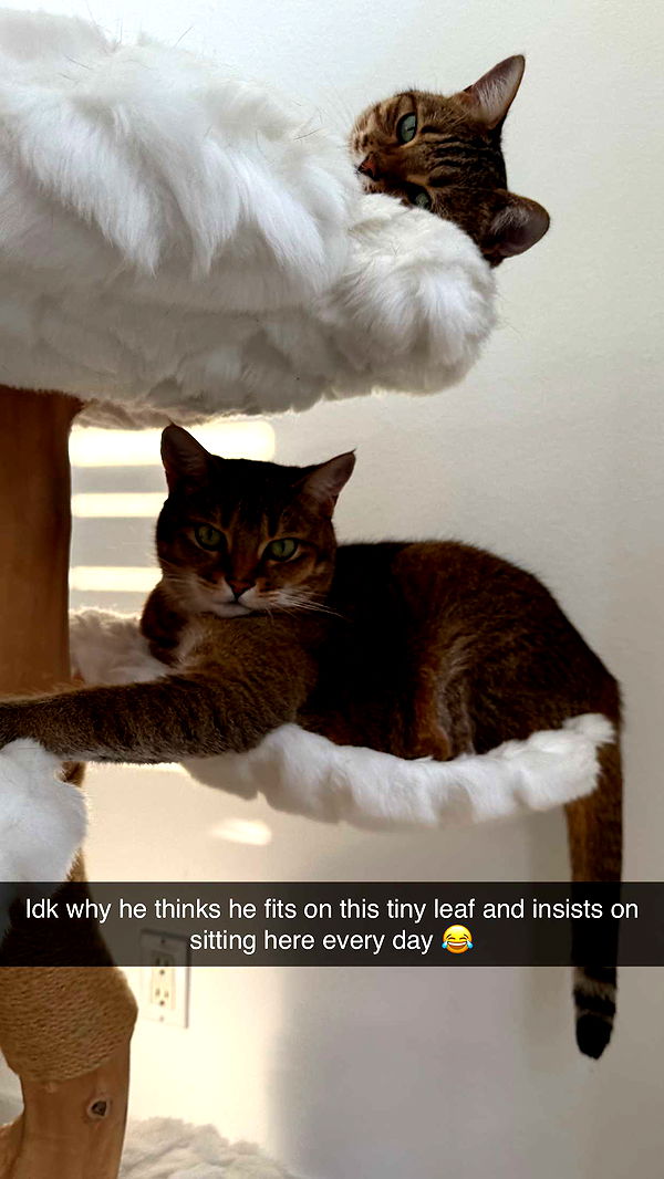 jadelynmusic image ~ Altpins