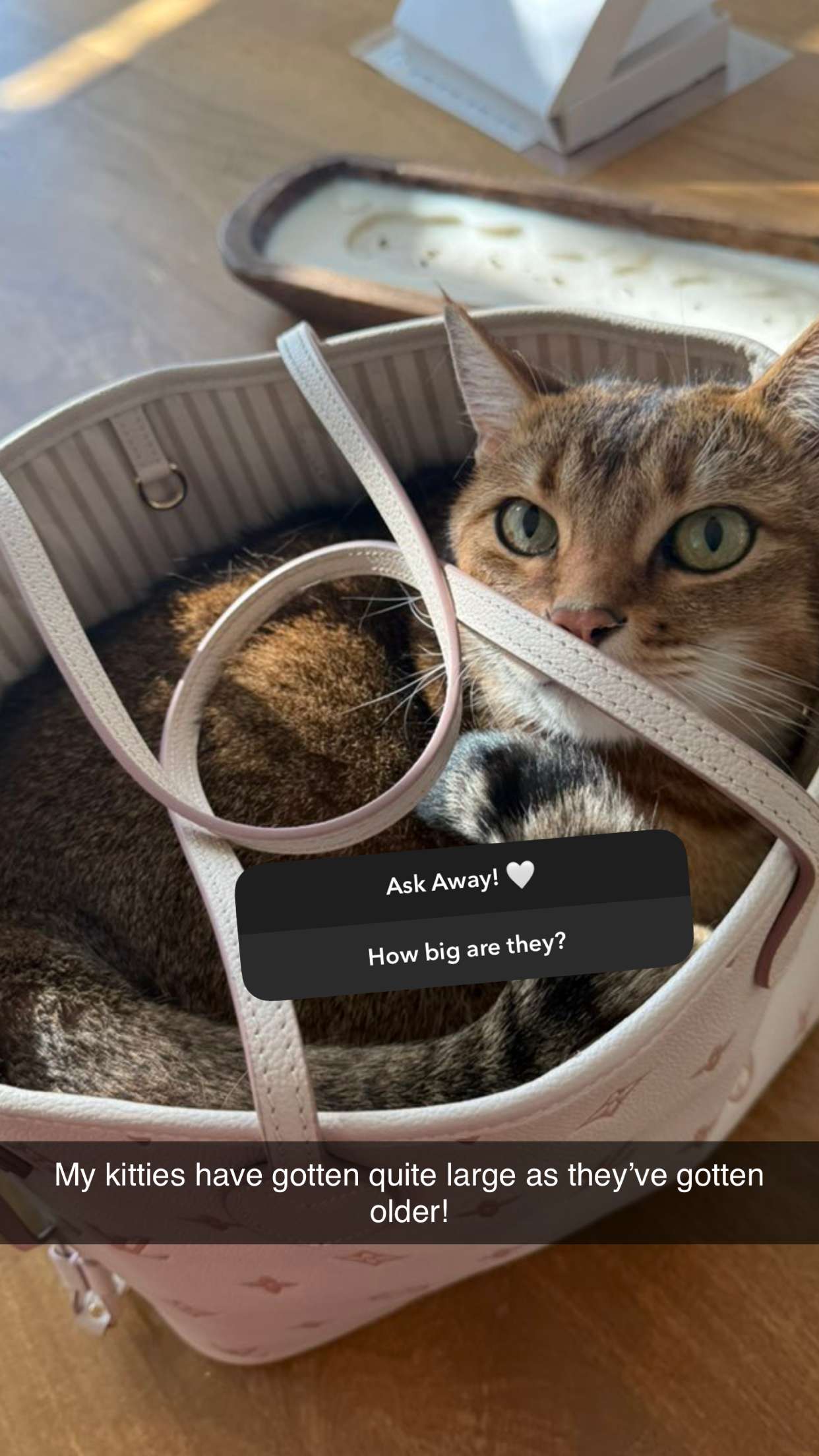 jadelynmusic snapchat image archive image