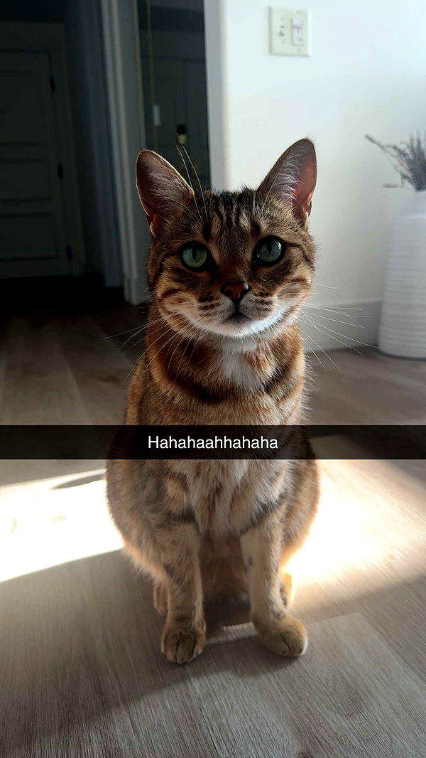 jadelynmusic image ~ Altpins