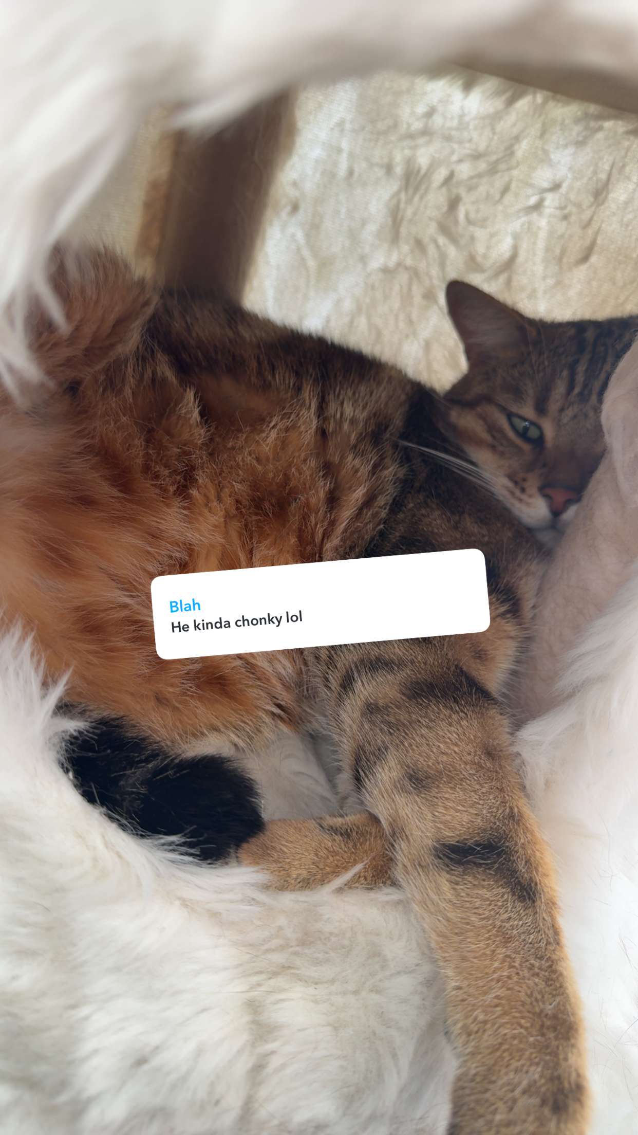 jadelynmusic snapchat image archive image