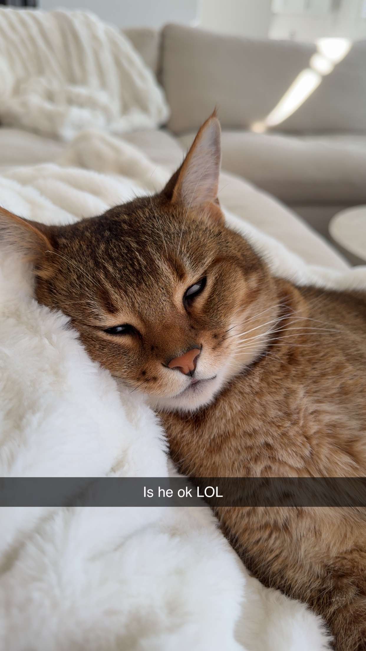 jadelynmusic snapchat image archive image