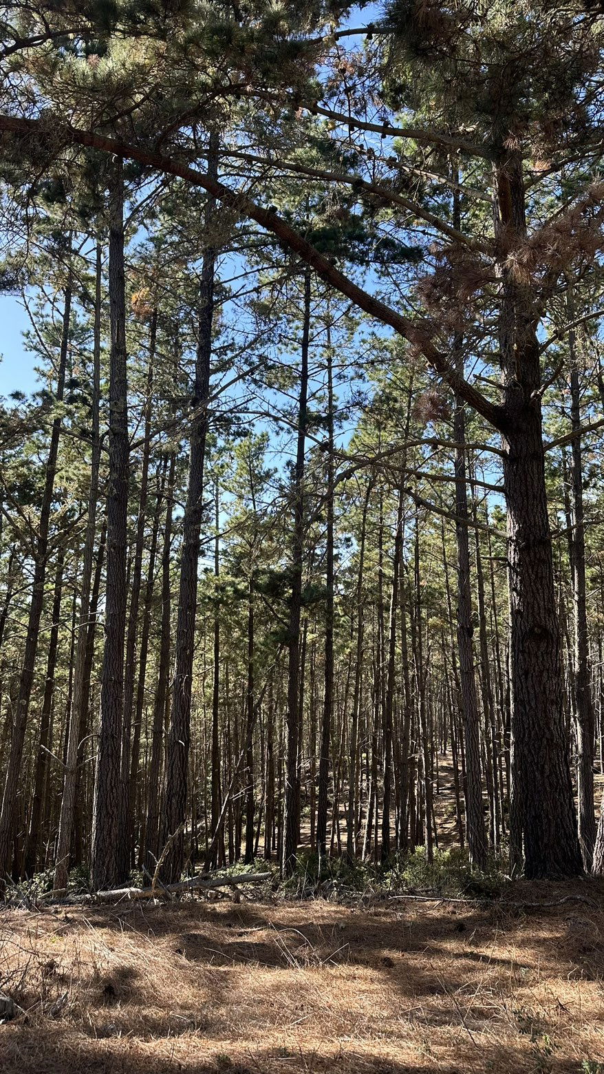 jadelynmusic snapchat image archive image