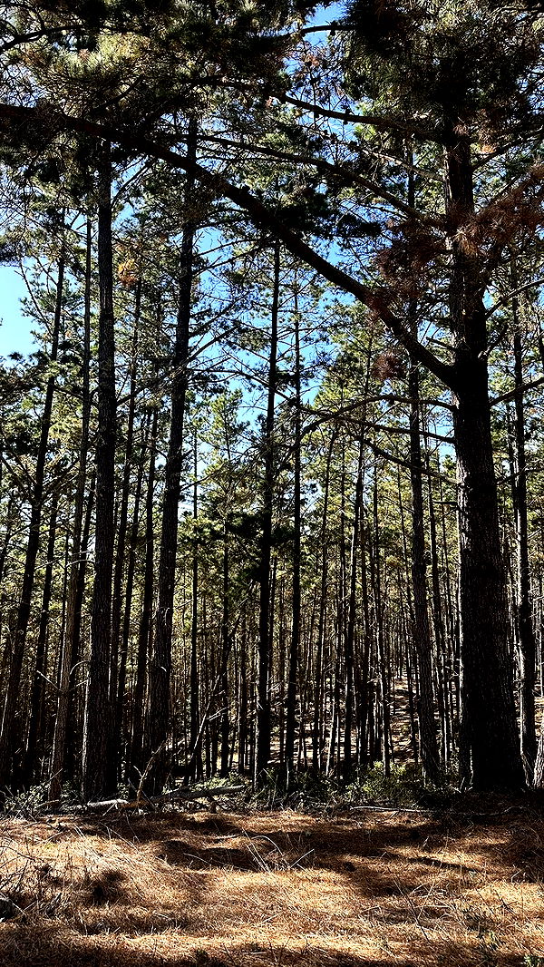 jadelynmusic image ~ Altpins