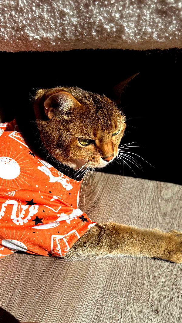 jadelynmusic image ~ Altpins