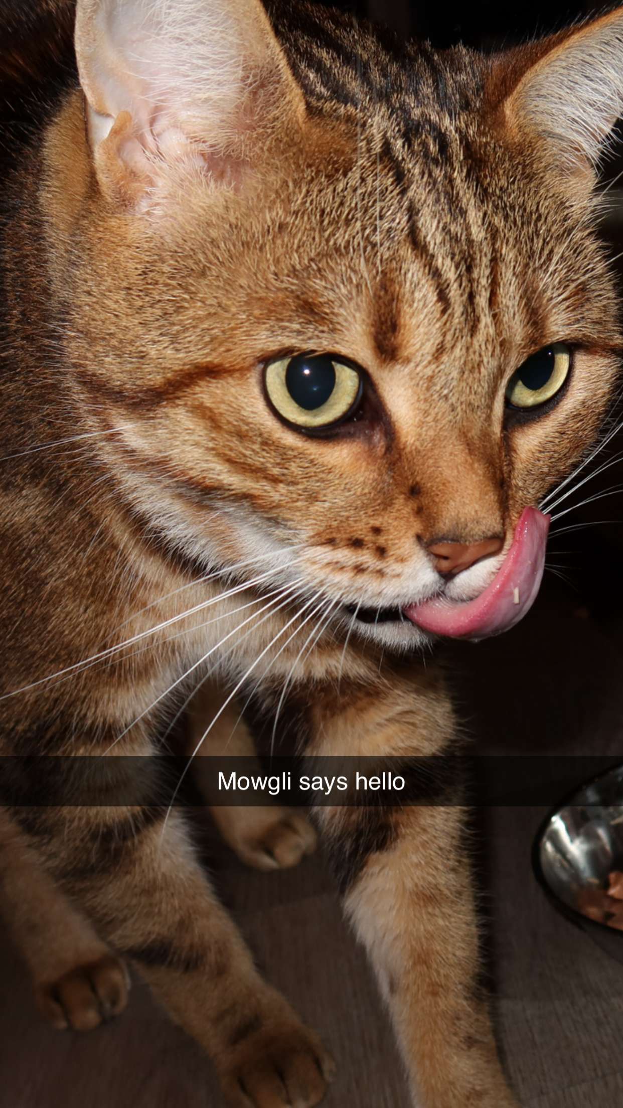 jadelynmusic snapchat image archive image