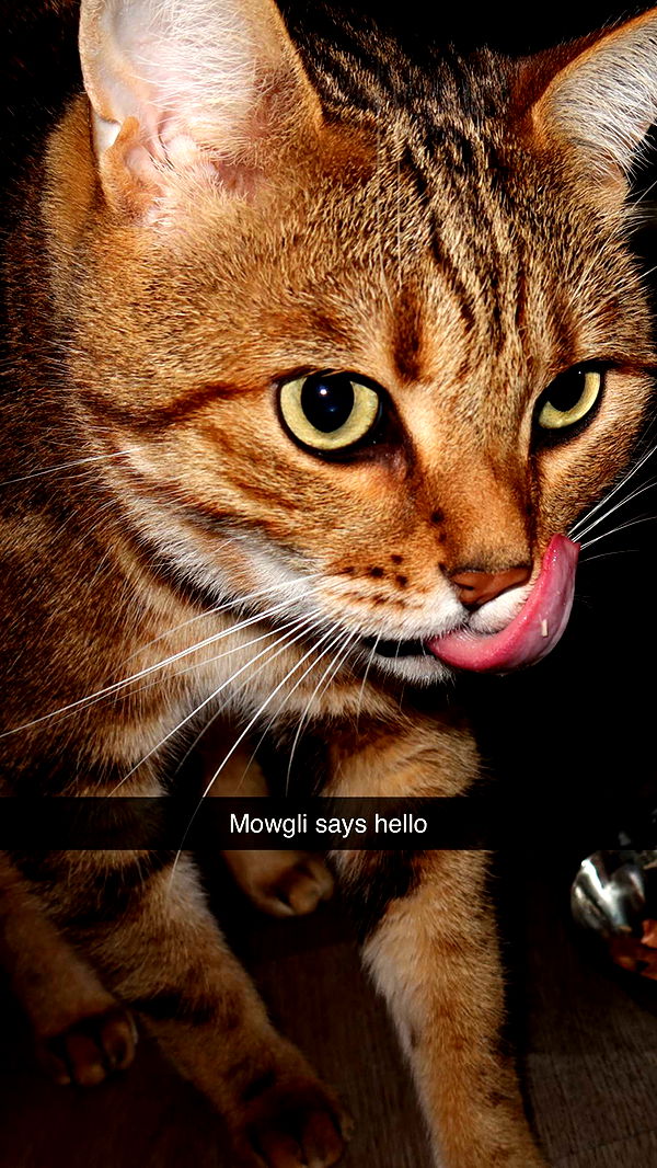 jadelynmusic image ~ Altpins