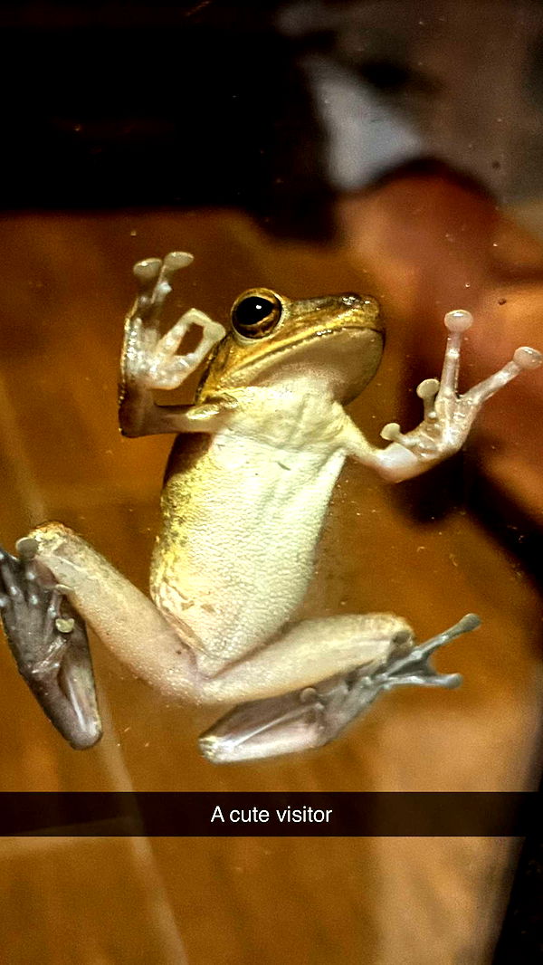 joell_perry image ~ Altpins