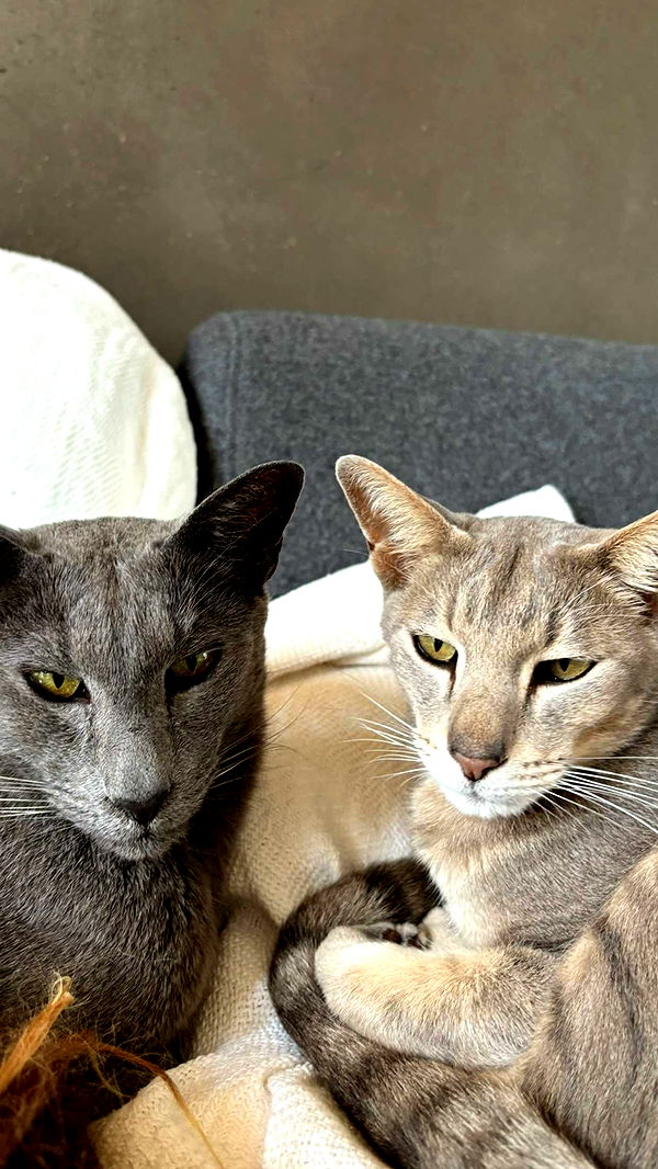 joell_perry image ~ Altpins