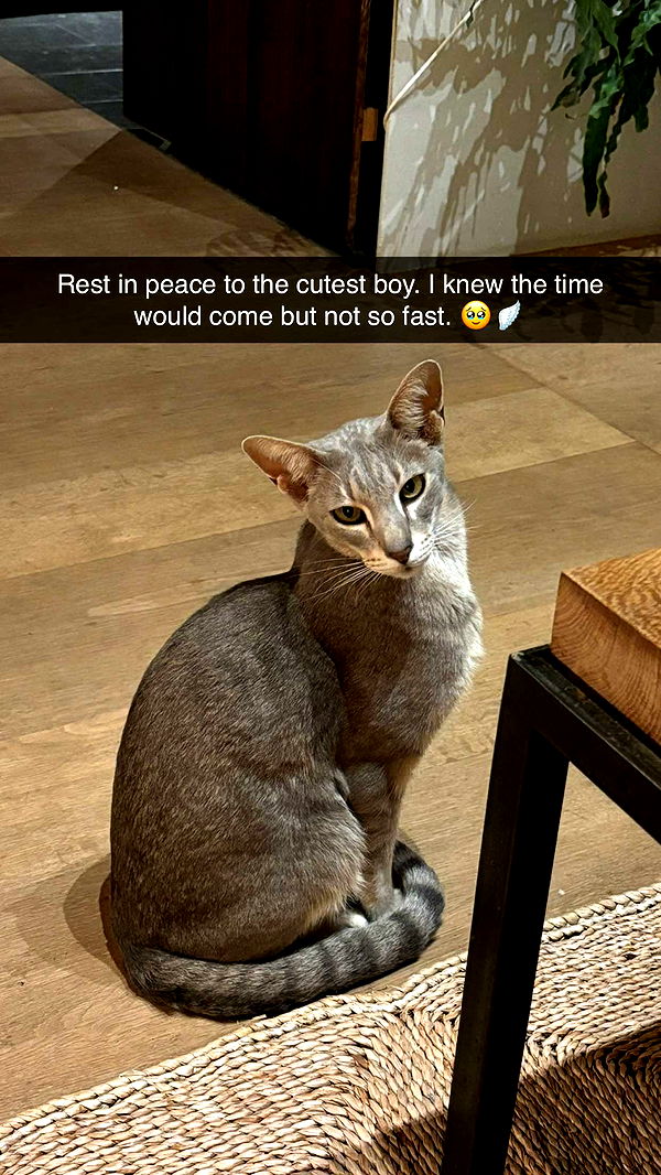 joell_perry image ~ Altpins