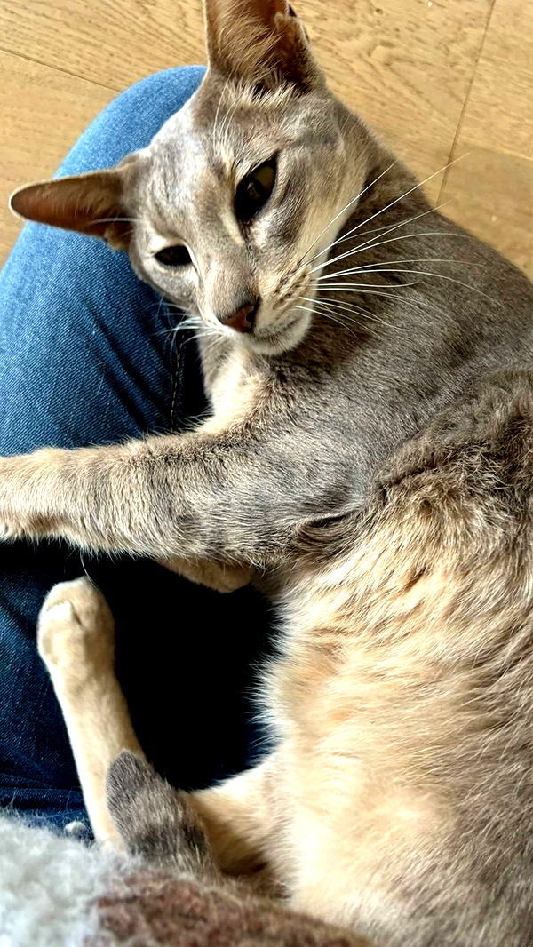 joell_perry image ~ Altpins