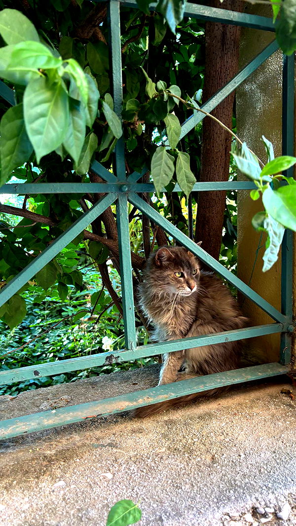 joell_perry image ~ Altpins