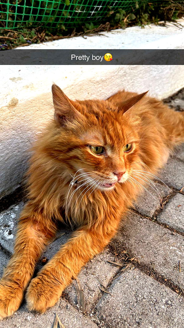 joell_perry image ~ Altpins