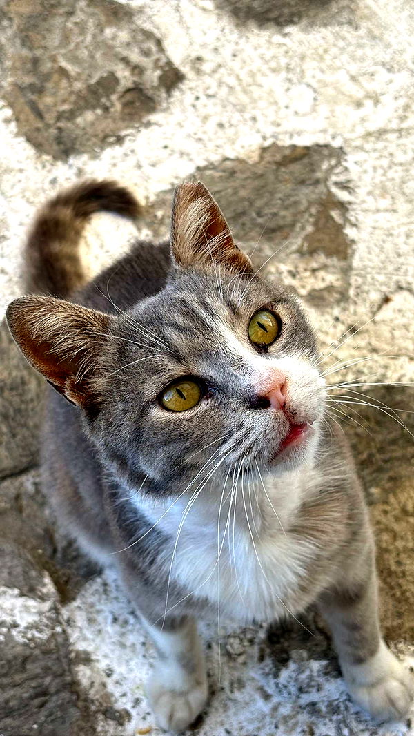 joell_perry image ~ Altpins