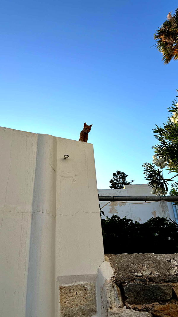 joell_perry image ~ Altpins