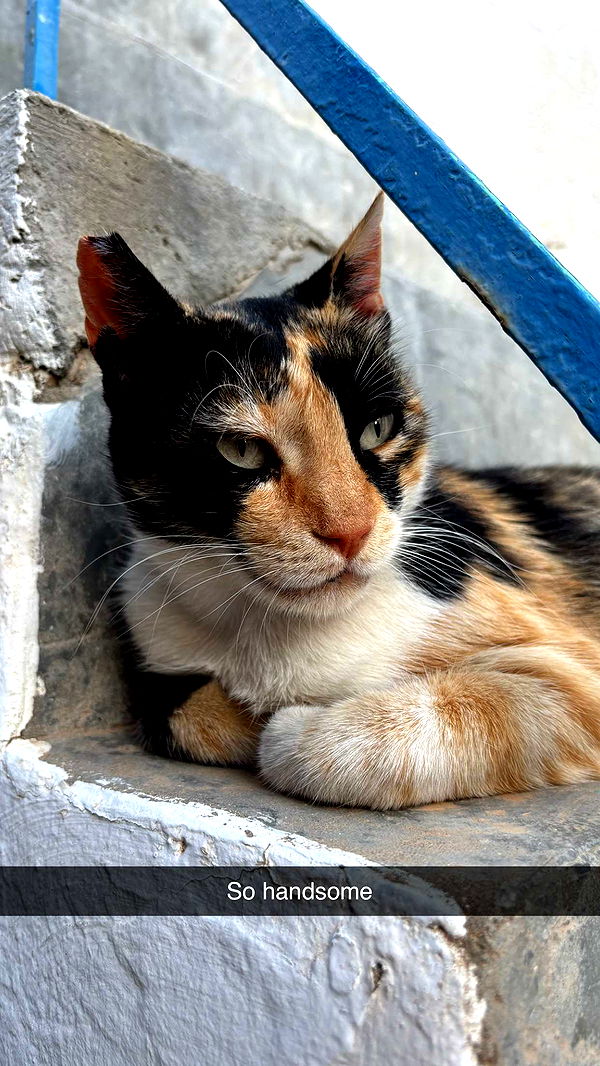 joell_perry image ~ Altpins