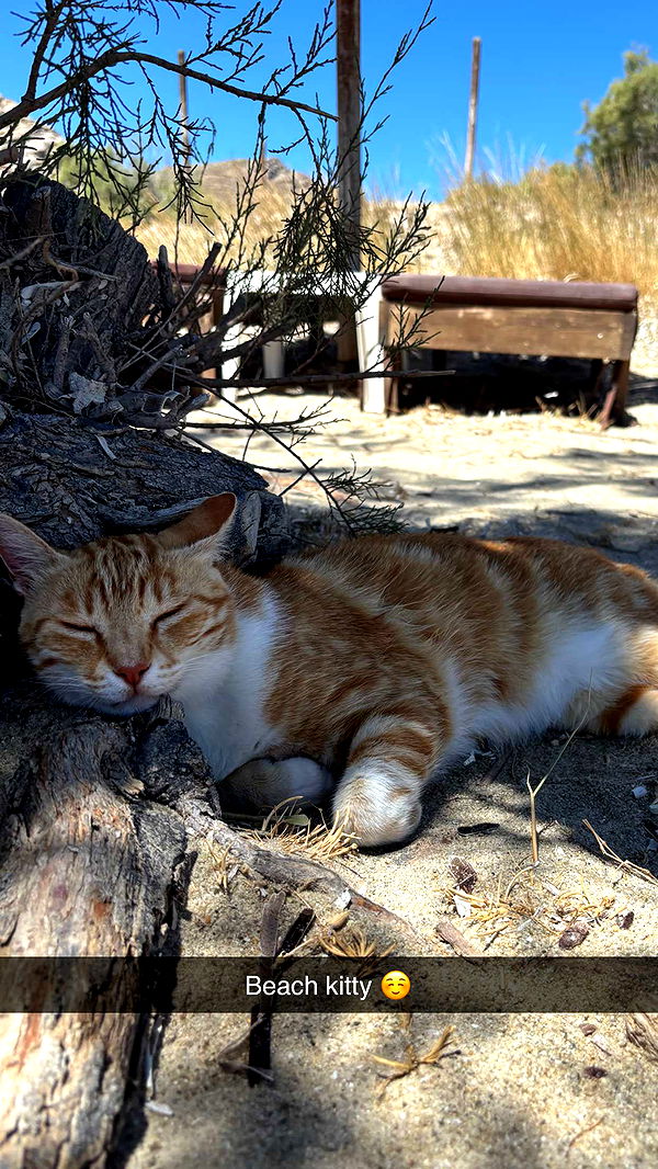 joell_perry image ~ Altpins