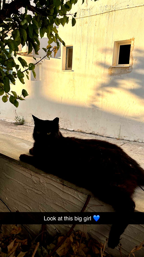 joell_perry image ~ Altpins