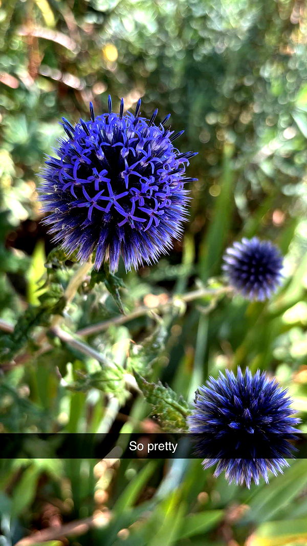 joell_perry image ~ Altpins