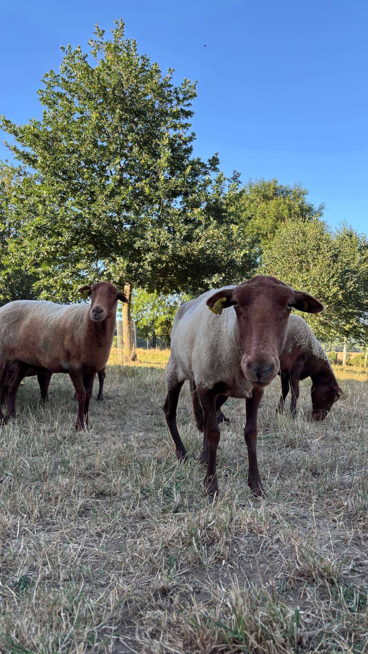 joell_perry snapchat image archive image