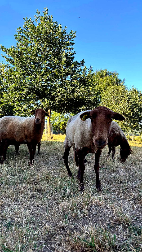 joell_perry image ~ Altpins