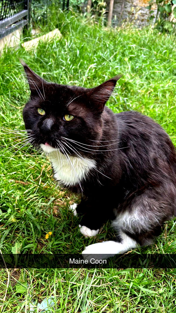 joell_perry image ~ Altpins