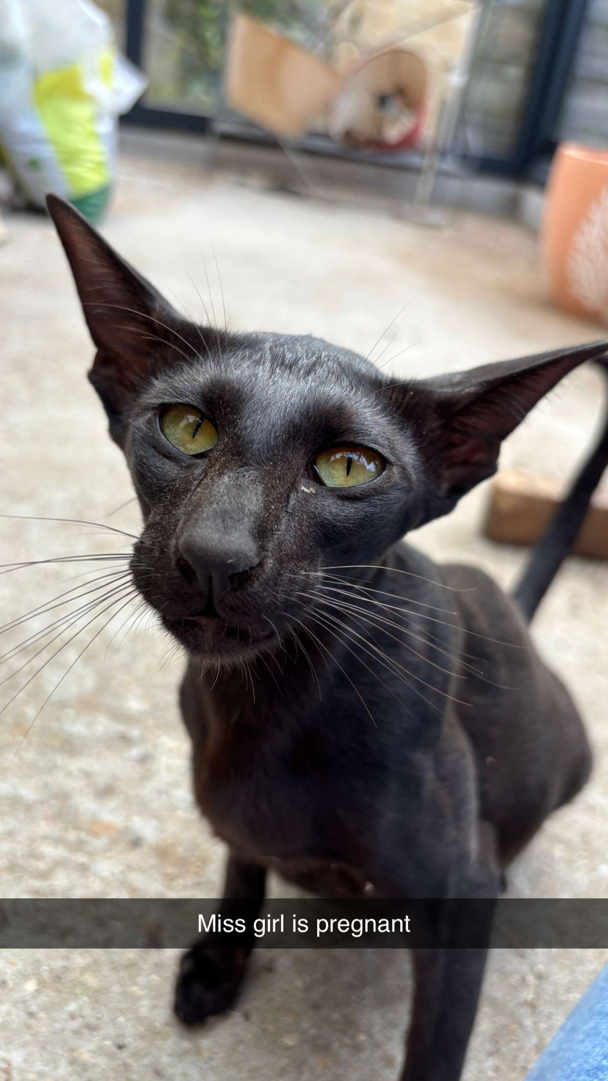 joell_perry snapchat image archive image