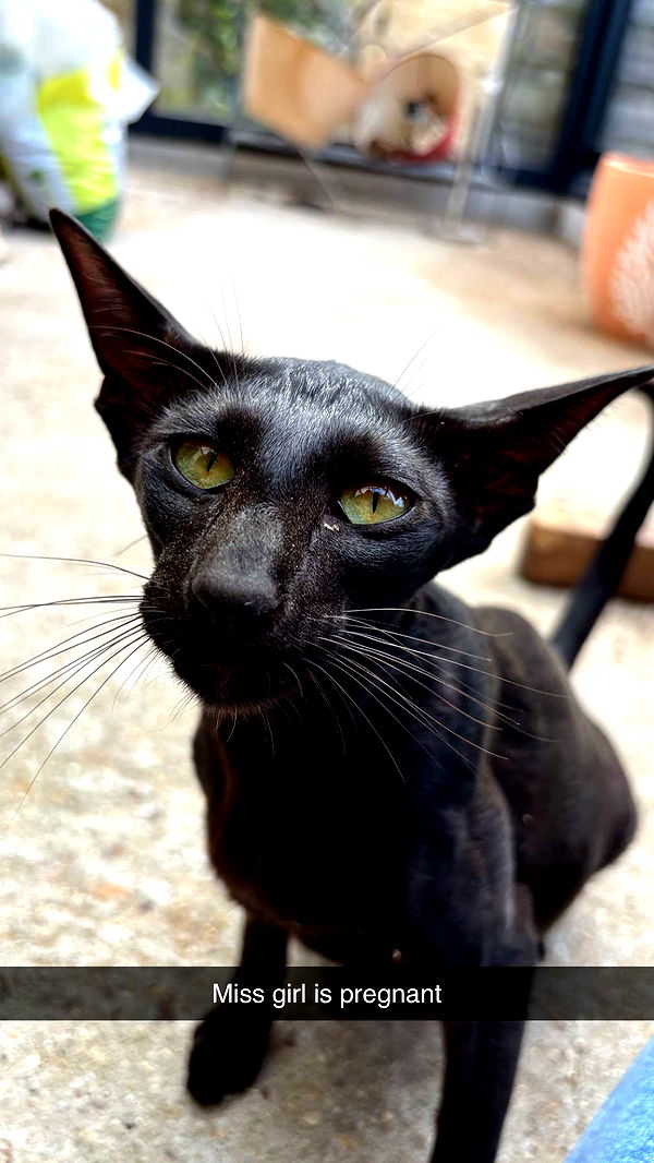 joell_perry image ~ Altpins