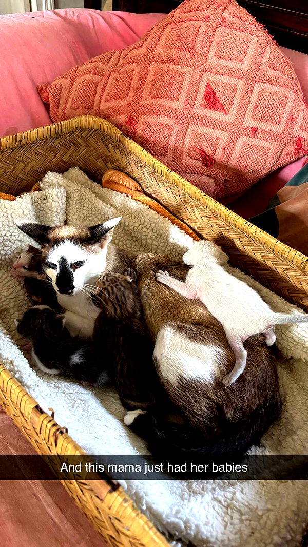 joell_perry image ~ Altpins