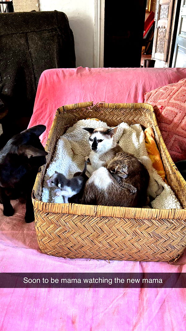 joell_perry image ~ Altpins