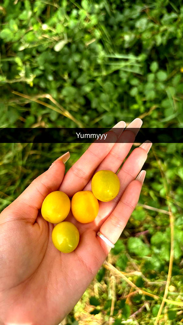 joell_perry image ~ Altpins