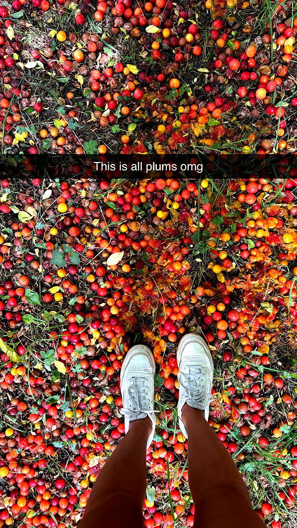 joell_perry image ~ Altpins