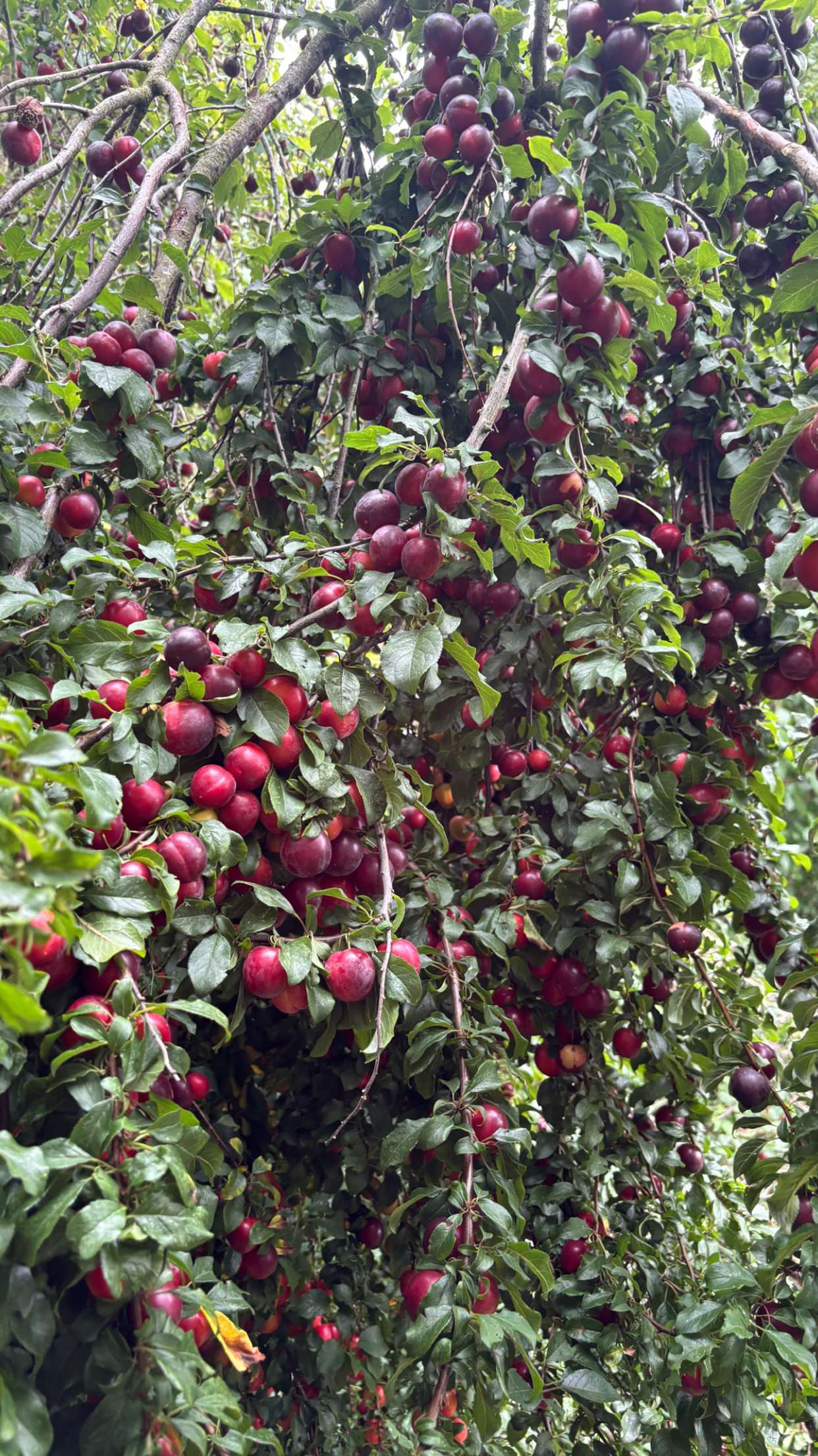 joell_perry snapchat image archive image