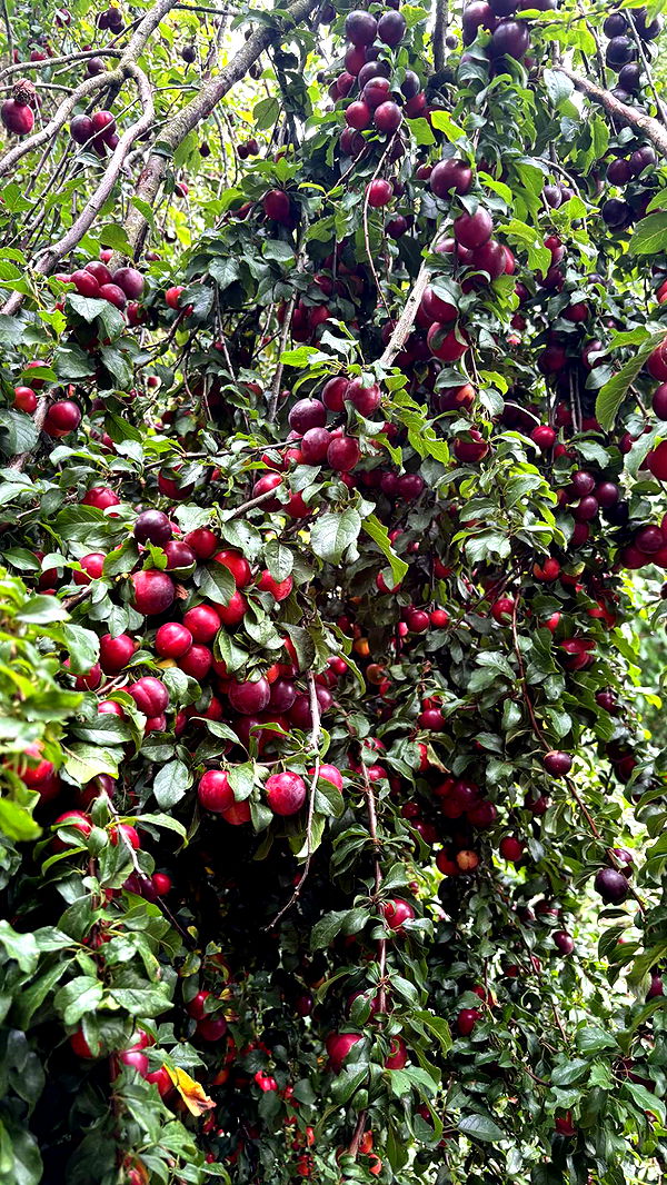 joell_perry image ~ Altpins