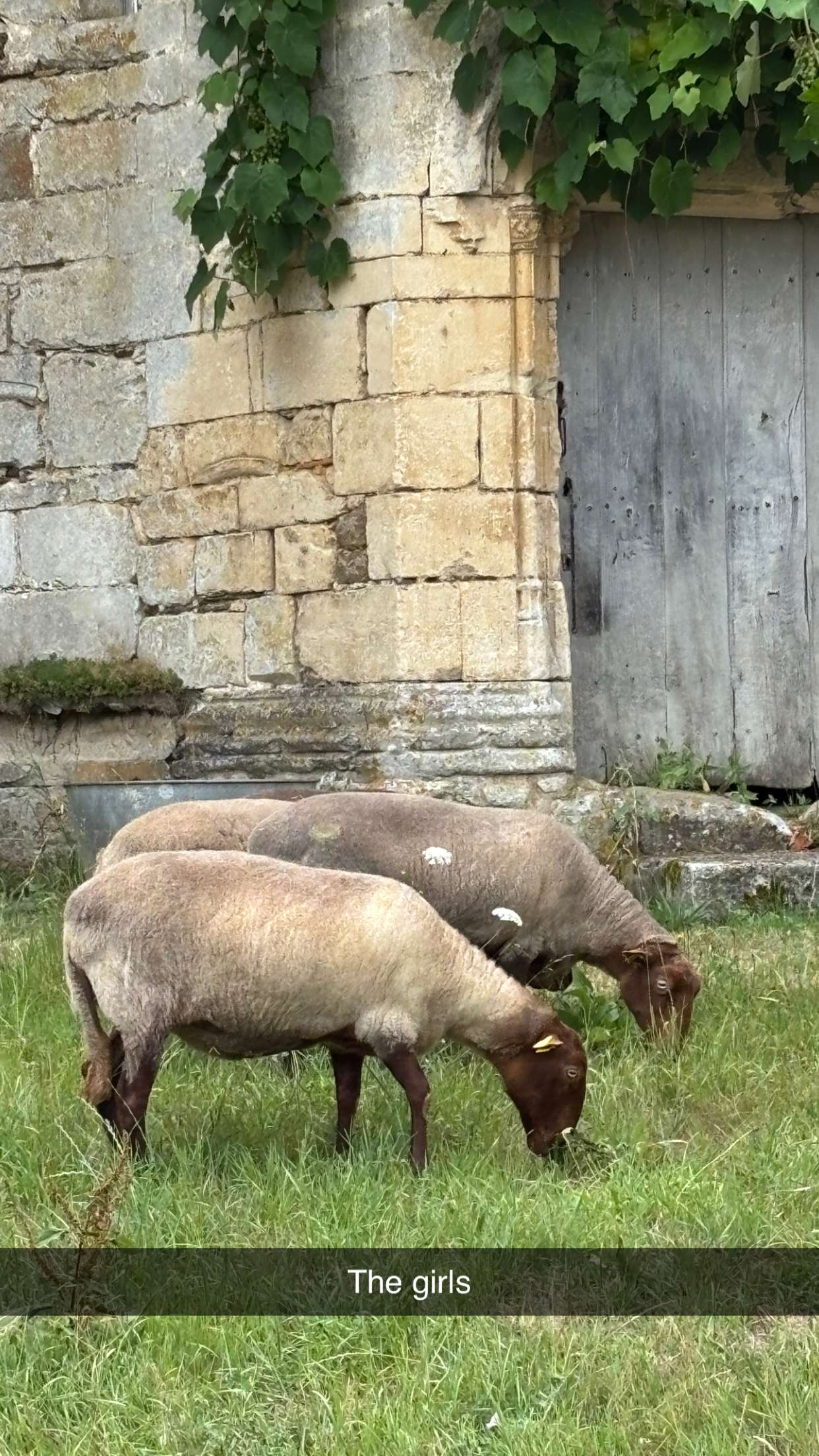 joell_perry snapchat image archive image