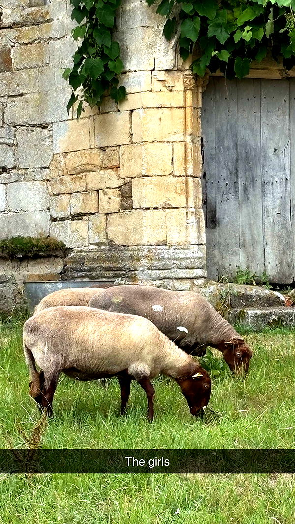 joell_perry image ~ Altpins