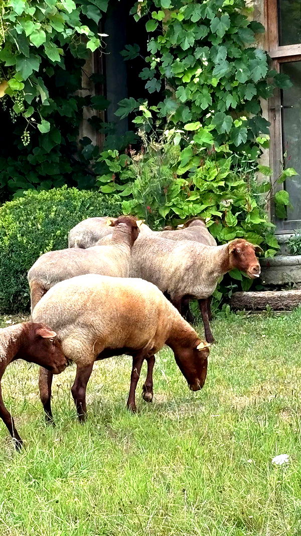 joell_perry image ~ Altpins