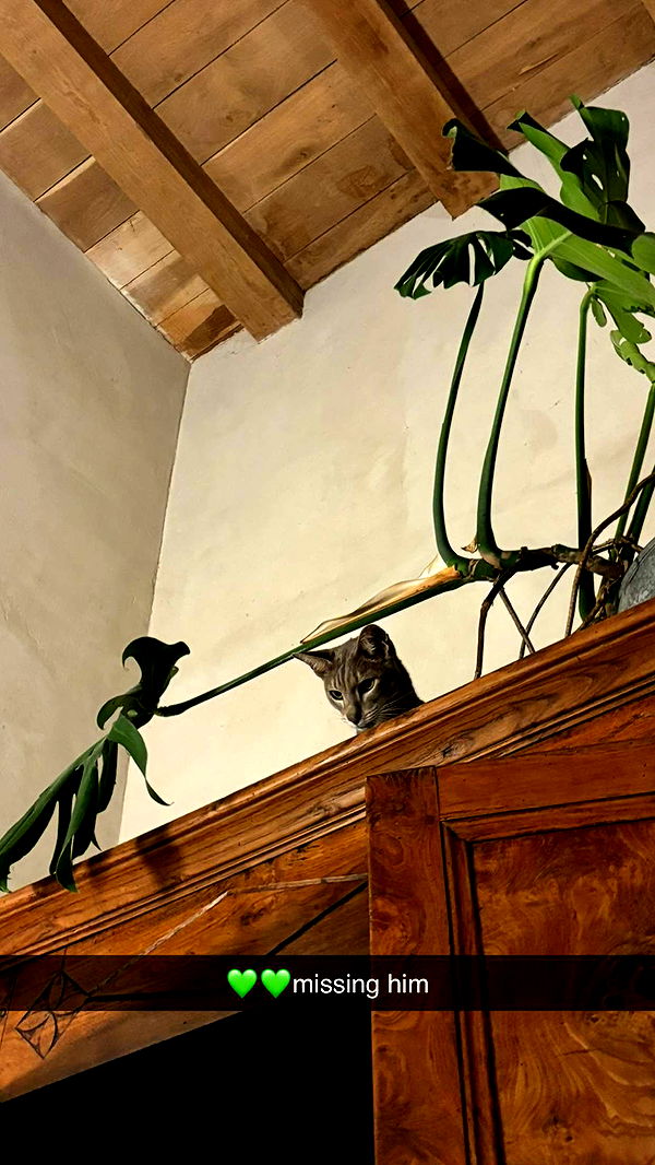 joell_perry image ~ Altpins