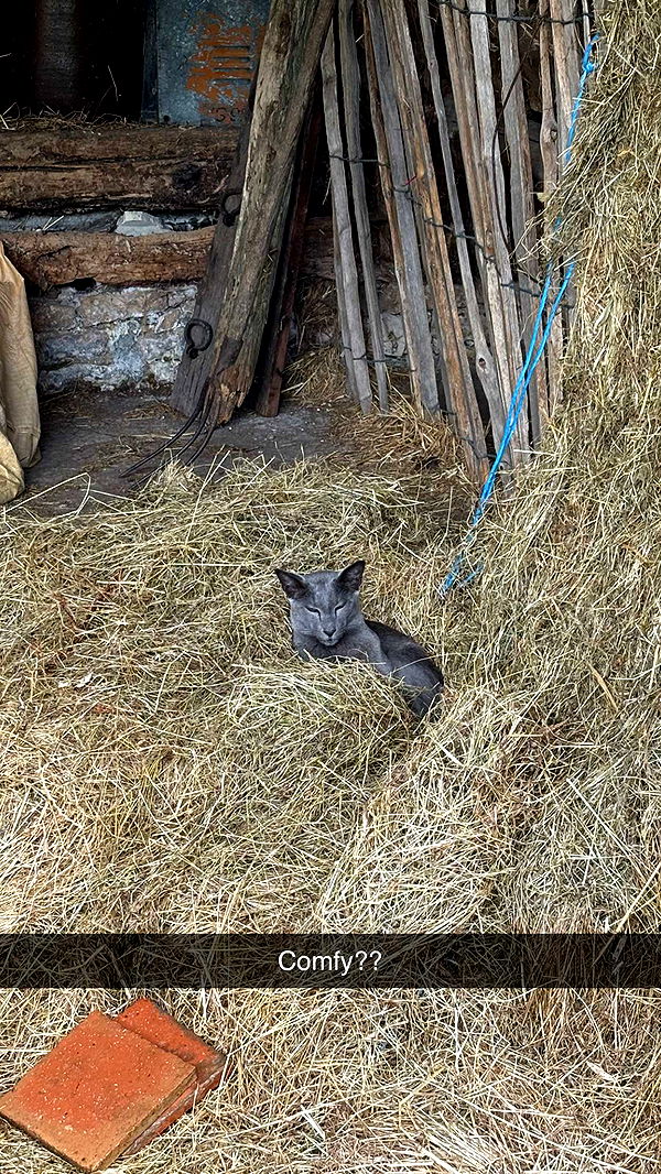 joell_perry image ~ Altpins