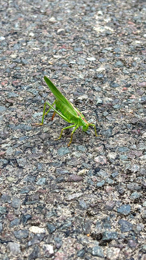 joell_perry image ~ Altpins